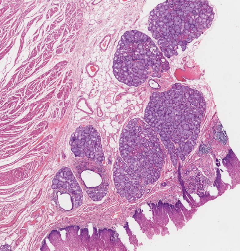 Pathology System